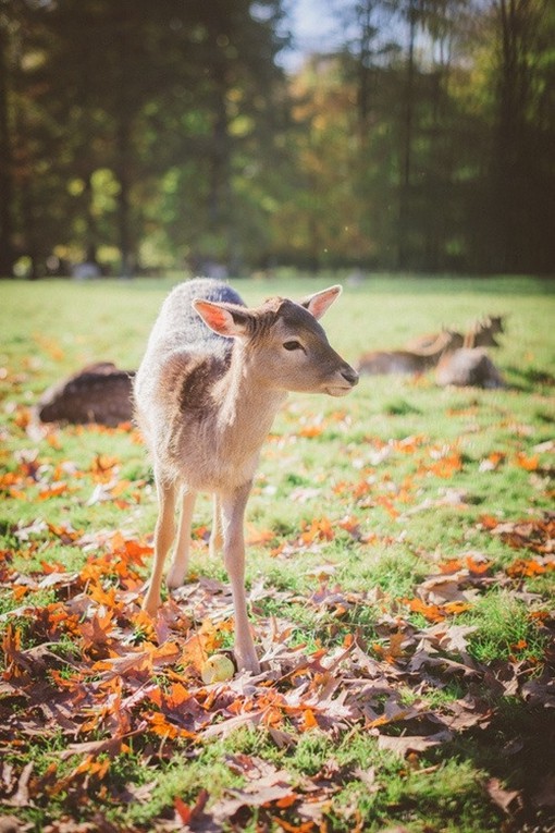 画面最唯美最好看的关于鹿的图片，暖心又治愈_WWW.TQQA.COM