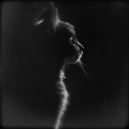 爱猫的同志都是好同志 意境猫咪美图_WWW.TQQA.COM