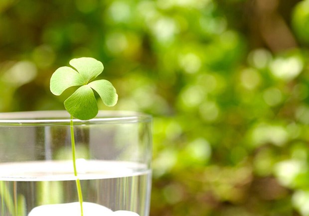 代表幸运的三叶草、四叶草唯美美图图片_WWW.TQQA.COM