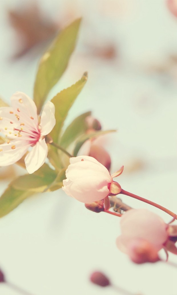 你好五月，尽情的绽放花朵吧_小清新樱花图片_WWW.TQQA.COM