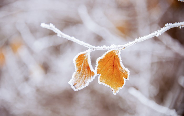 结霜的花草植物美景图片_WWW.TQQA.COM