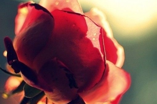 在自己心中盖了座花园_WWW.TQQA.COM