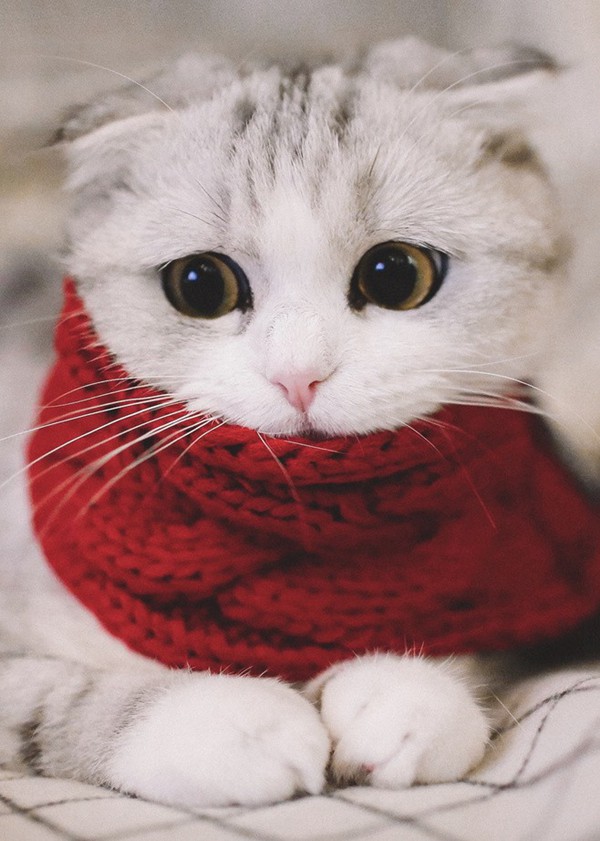 有着大大眼睛的唯美宠物猫小清新图片_WWW.TQQA.COM