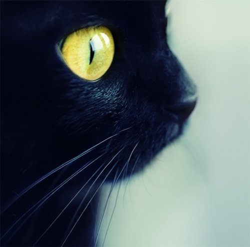 好看的猫咪酱唯美图片分享_WWW.TQQA.COM
