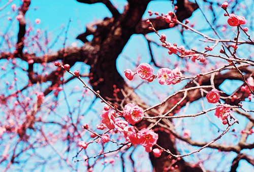 想去有樱花的地方走走 日系风格樱花图片_WWW.TQQA.COM