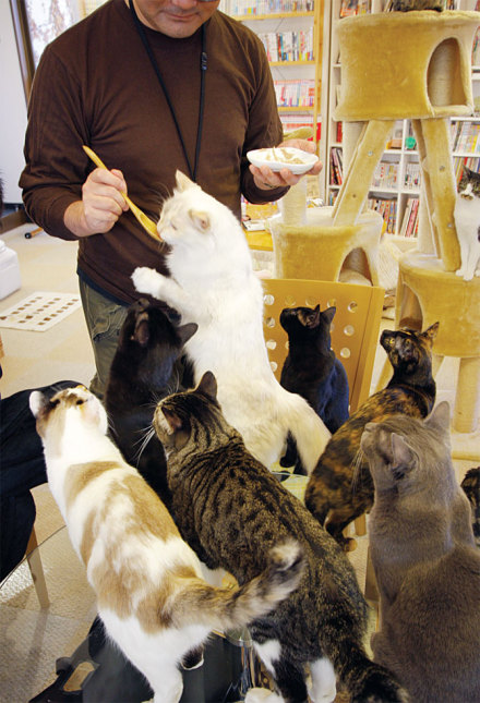 日本的猫咪主题咖啡馆，好美好萌啊_WWW.TQQA.COM