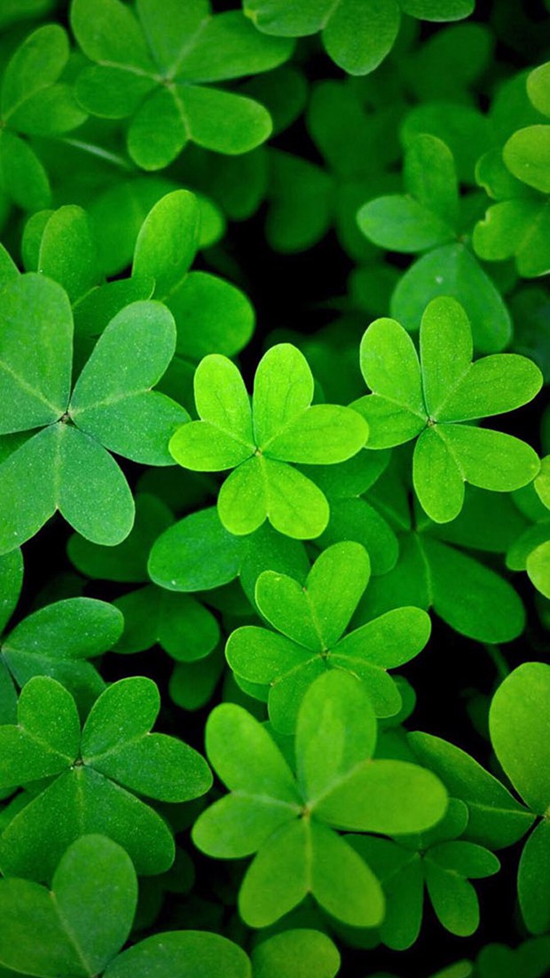 代表幸运的三叶草、四叶草唯美美图图片_WWW.TQQA.COM