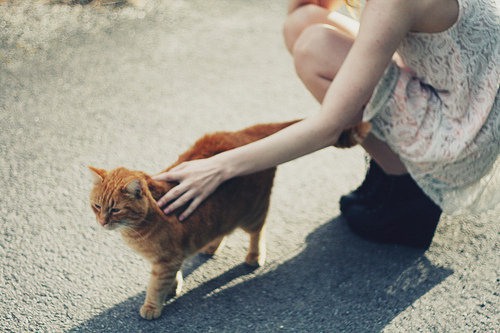 宛如天使般存在的猫咪_猫咪美图_WWW.TQQA.COM