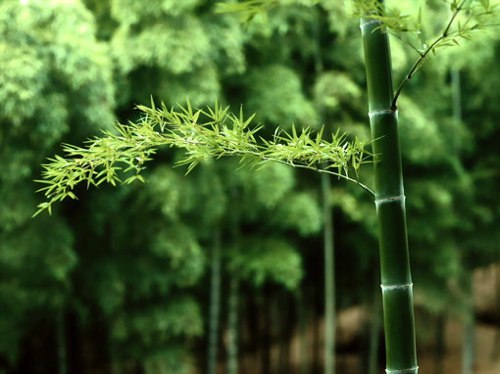 一组好看的竹林竹子小清新图片，意境之美_WWW.TQQA.COM