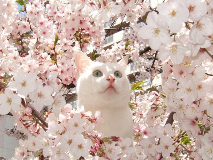 8张唯美意境的猫的图片_WWW.TQQA.COM