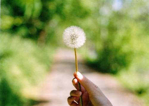 活的像蒲公英一样的洒脱_WWW.TQQA.COM