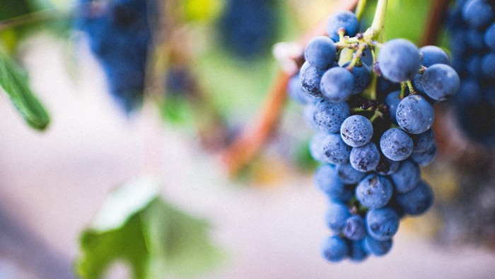 我最爱吃的葡萄水果优美图片_WWW.TQQA.COM