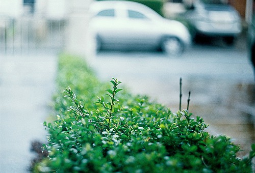 淡然面对幸运，笑着面对不顺 治愈系花朵lomo图片_WWW.TQQA.COM