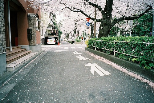 记得落花过后，花香满地_WWW.TQQA.COM