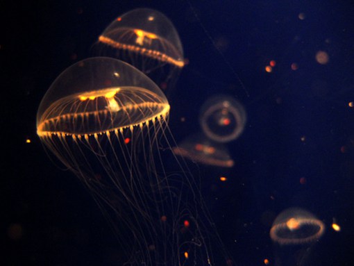水中小精灵水母的唯美梦幻意境系图片欣赏_WWW.TQQA.COM