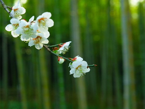 又到了樱花时节，真心喜欢这种淡淡的粉 小清新_WWW.TQQA.COM