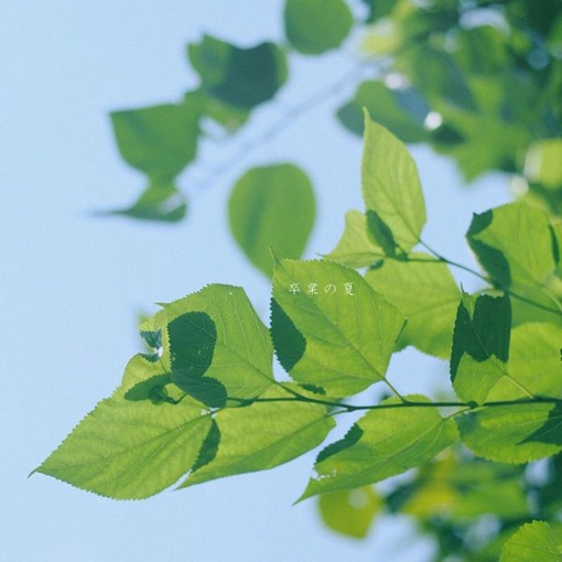 直到夏天又一次走远_夏天的小清新图片_WWW.TQQA.COM