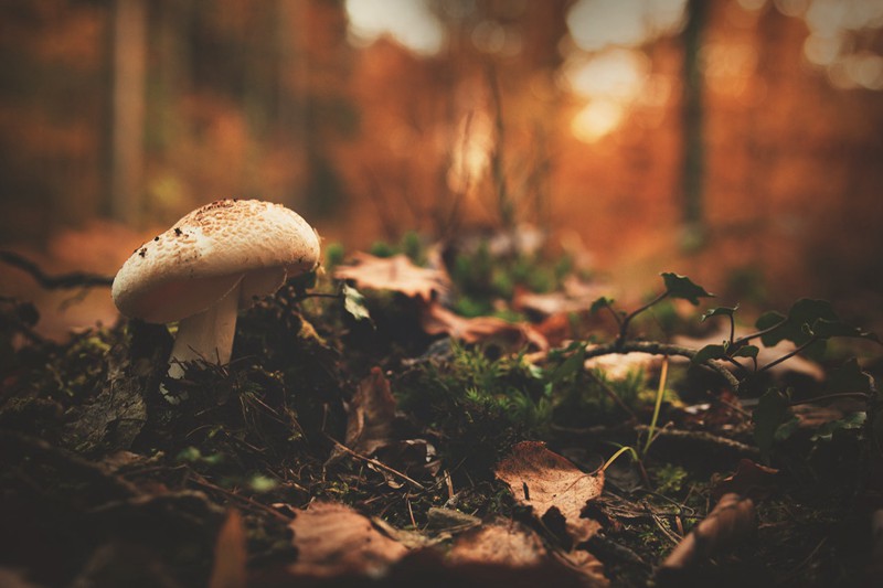 树林里的野蘑菇唯美植物图片_WWW.TQQA.COM