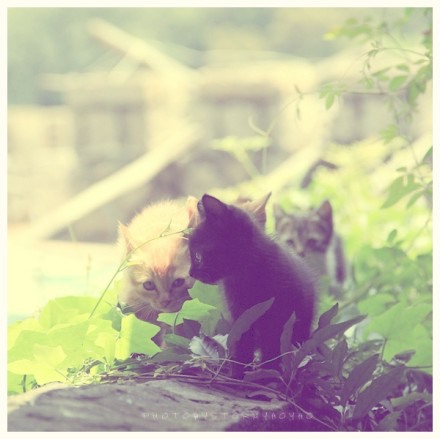 潜伏在鼓浪屿上的喵星人 猫咪美图_WWW.TQQA.COM