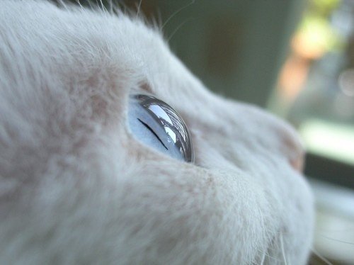 好看的猫咪酱唯美图片分享_WWW.TQQA.COM
