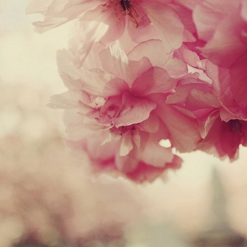 如花期一期一会，活在当下_WWW.TQQA.COM