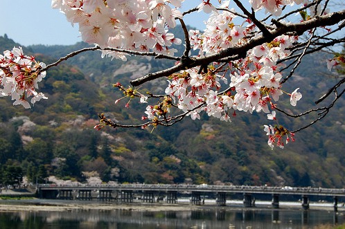 想去有樱花的地方走走 日系风格樱花图片_WWW.TQQA.COM