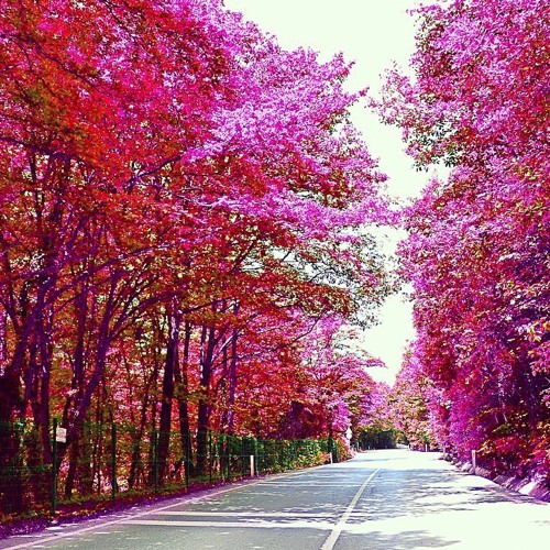 花香已满径 开满鲜花的路_WWW.TQQA.COM