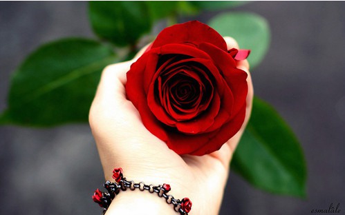 我想让花开满你心中每个角落 小清新风格花朵美_WWW.TQQA.COM