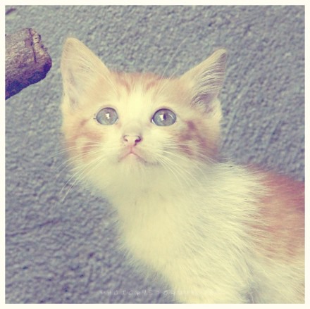 潜伏在鼓浪屿上的喵星人 猫咪美图_WWW.TQQA.COM