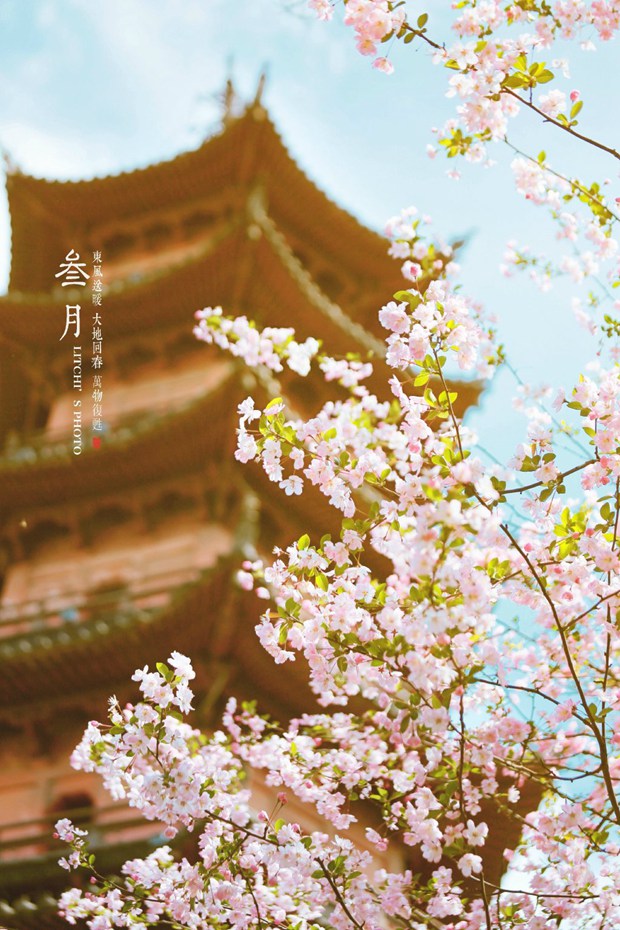 唯美花朵与树枝的小清新风光图片_WWW.TQQA.COM