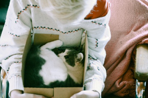 好吧，我就是个猫控 猫咪美图_WWW.TQQA.COM