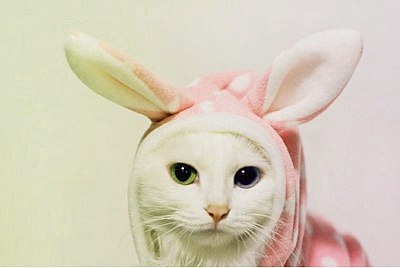 唯美的萌系猫咪美图_WWW.TQQA.COM