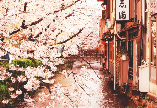 想去有樱花的地方走走 日系风格樱花图片_WWW.TQQA.COM