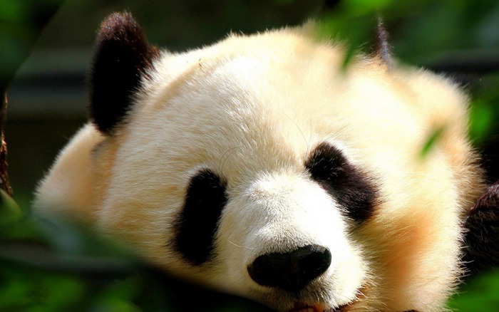 呆萌的国宝大熊猫优美动物图片_WWW.TQQA.COM