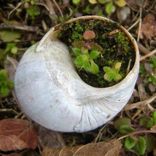 文艺青年都会喜欢的植物美图，装饰小屋必备喔_WWW.TQQA.COM