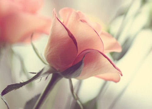 我寻你，花掉一整幅青春 -小清新_WWW.TQQA.COM
