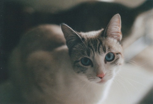 宛如天使般存在的猫咪_猫咪美图_WWW.TQQA.COM