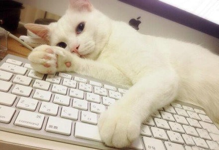 主人，请你凝视我  mino猫咪搞怪美图_WWW.TQQA.COM