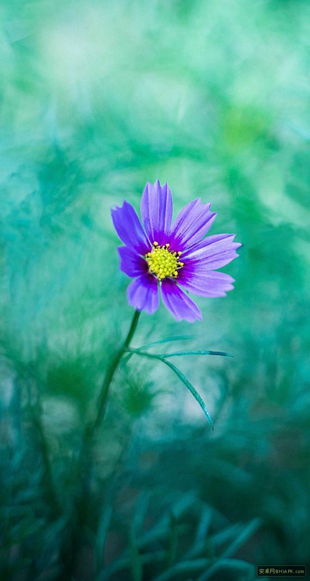 象征幸福与美好时光的唯美格桑花花朵图片_WWW.TQQA.COM