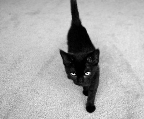 爱猫的同志都是好同志 意境猫咪美图_WWW.TQQA.COM