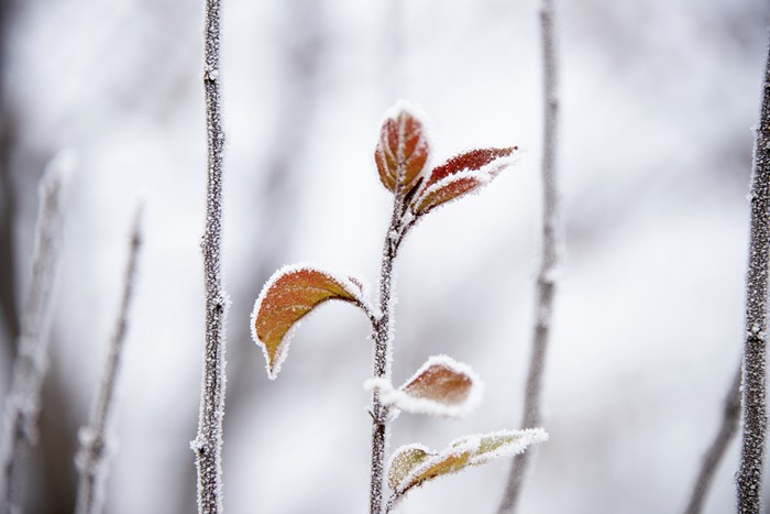结霜的花草植物美景图片_WWW.TQQA.COM