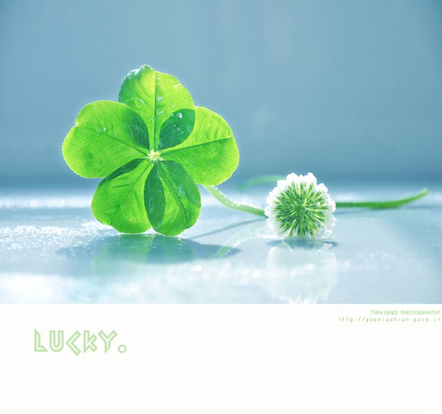 代表幸运的三叶草、四叶草唯美美图图片_WWW.TQQA.COM