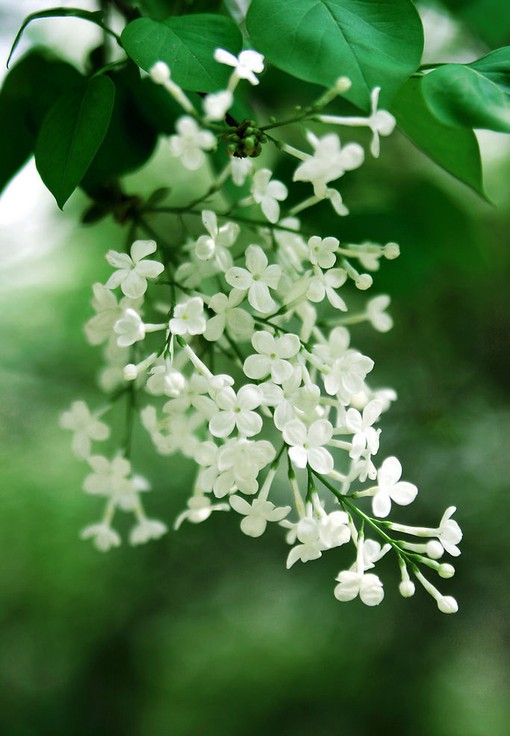 精致耐看的紫色与白色的丁香花唯美图片欣赏_WWW.TQQA.COM