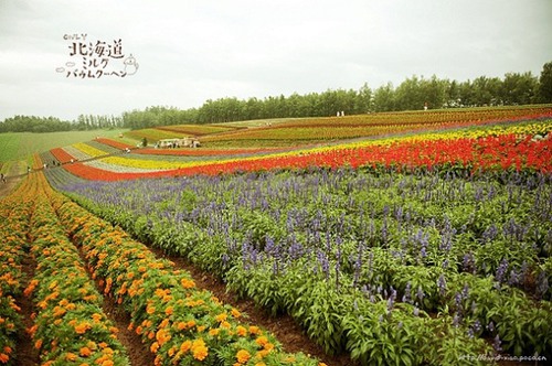 不一样的北海道，不一样的幸福面貌  日系唯美图_WWW.TQQA.COM