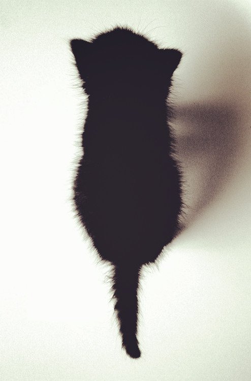 嘿嘿，你喜欢小猫咪吗_WWW.TQQA.COM