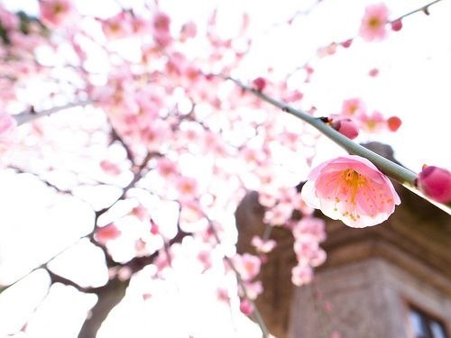 花一开满就相爱吧 -小清新_WWW.TQQA.COM