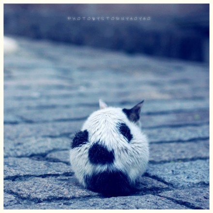 潜伏在鼓浪屿上的喵星人 猫咪美图_WWW.TQQA.COM