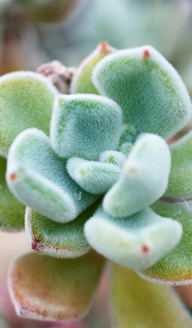 9张让人着迷的多肉植物小清新唯美图片_WWW.TQQA.COM