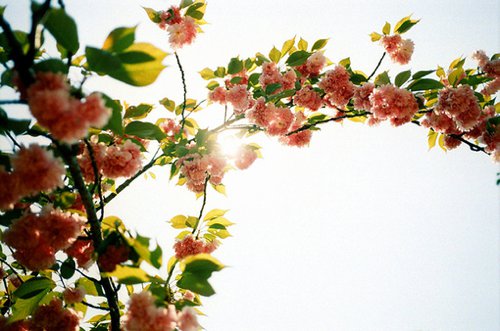 我要的就是春暖花开_唯美图片_WWW.TQQA.COM