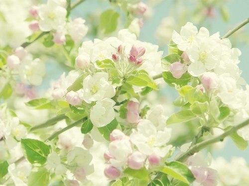 只愿落花时节能逢君 -小清新_WWW.TQQA.COM